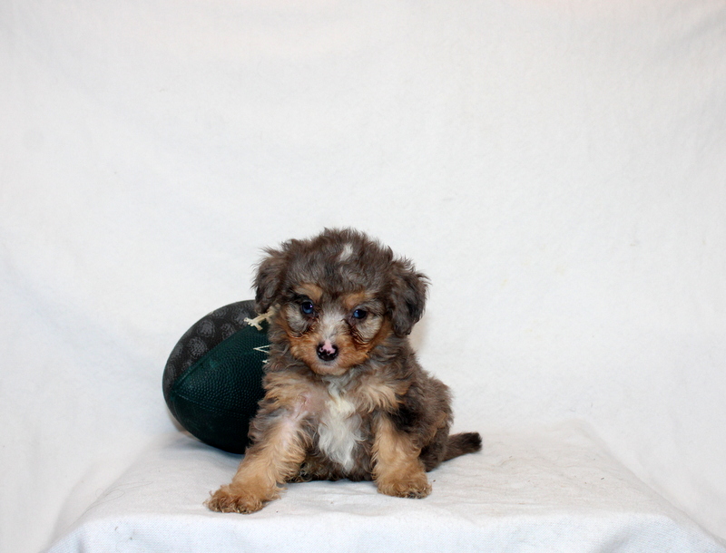 puppy, for, sale, Mini Bernedoodle F2, Matthew B. Stoltzfus, dog, breeder, Gap, PA, dog-breeder, puppy-for-sale, forsale, nearby, find, puppyfind, locator, puppylocator, aca